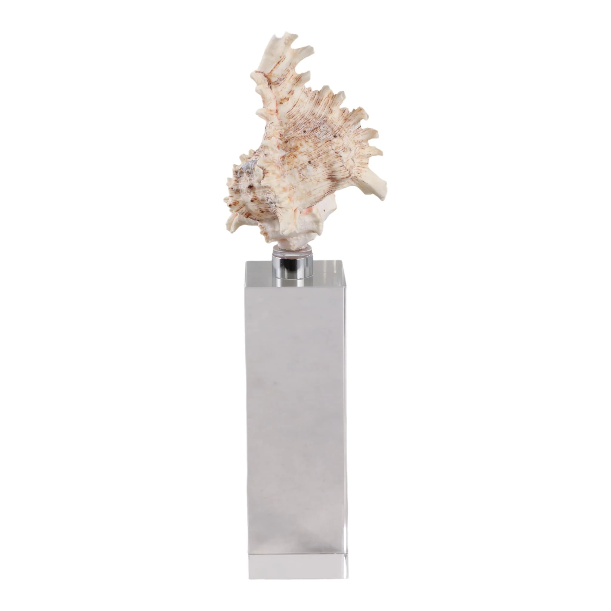 10x2" Shell On Crystal Base, Ivory/ Clear - Image 4