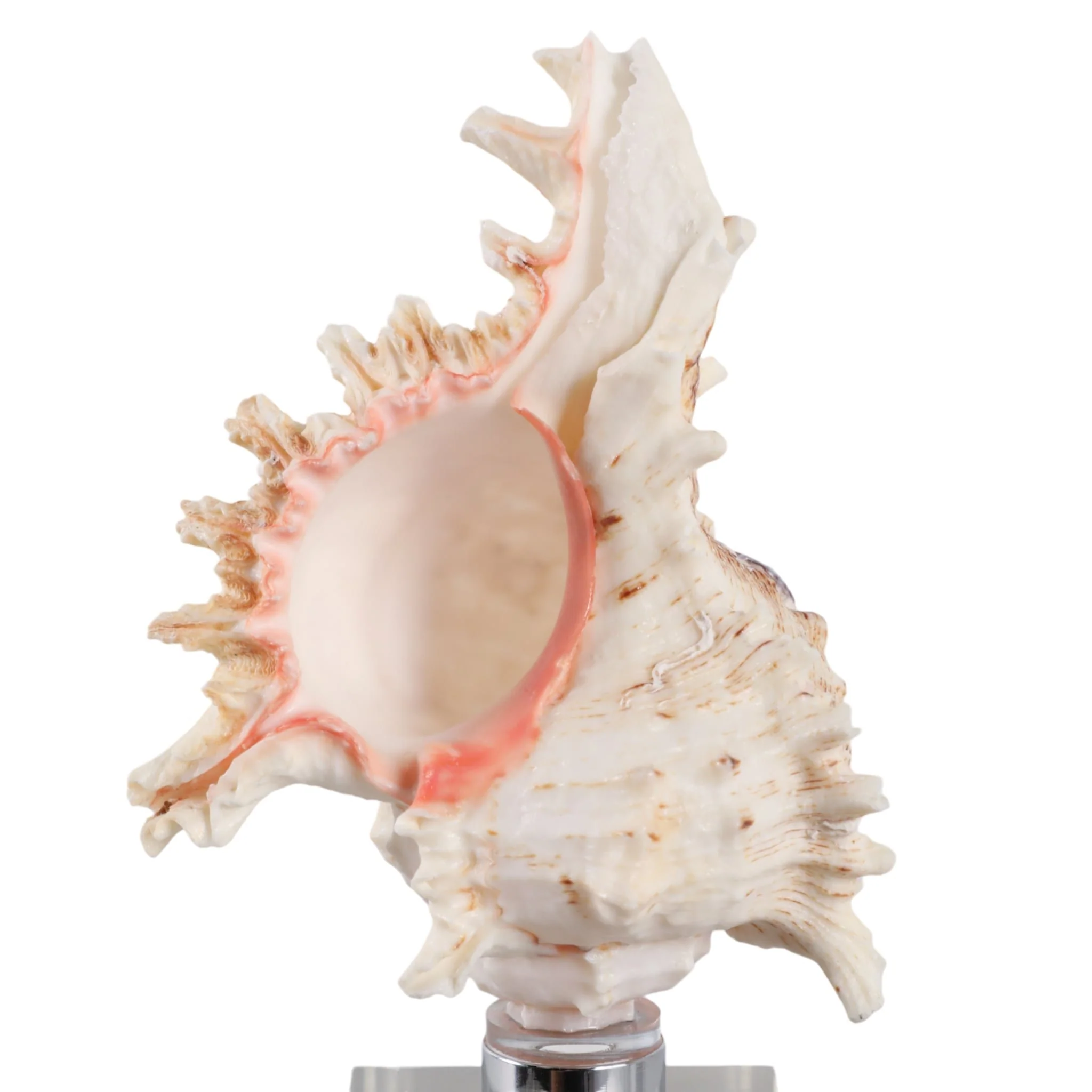 10x2" Shell On Crystal Base, Ivory/ Clear - Image 5