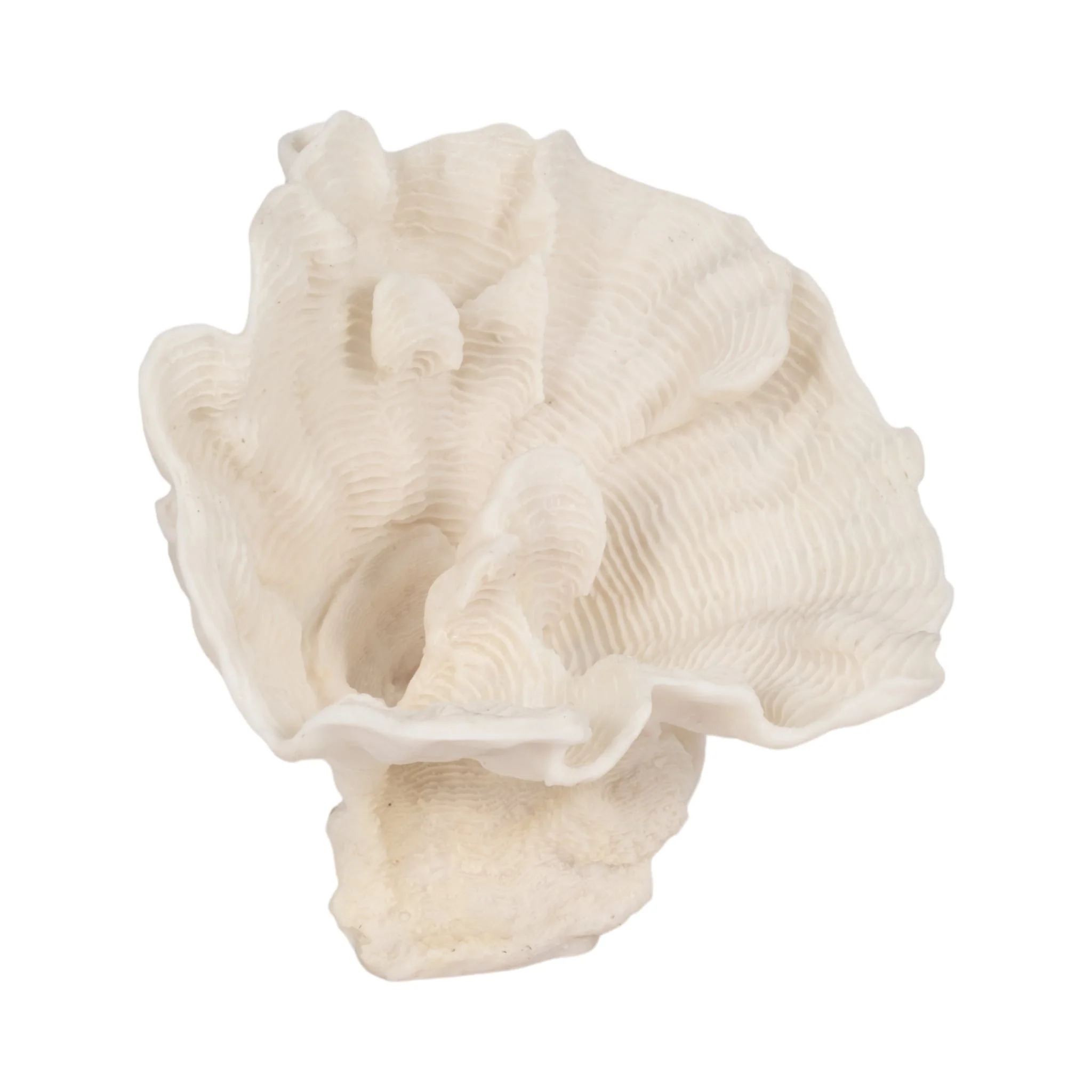 12" Coral Fan Decor, Ivory - Image 2