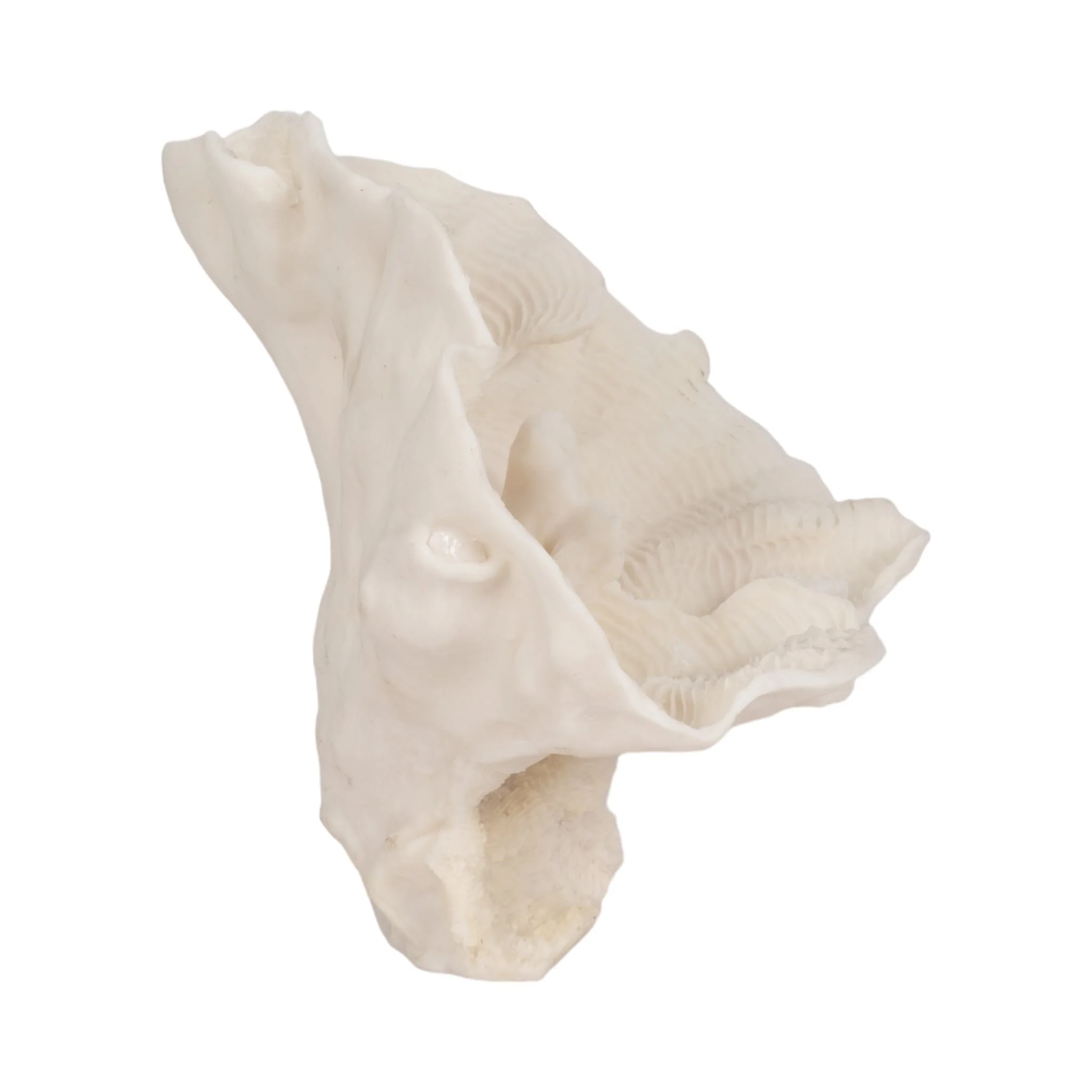 12" Coral Fan Decor, Ivory - Image 3