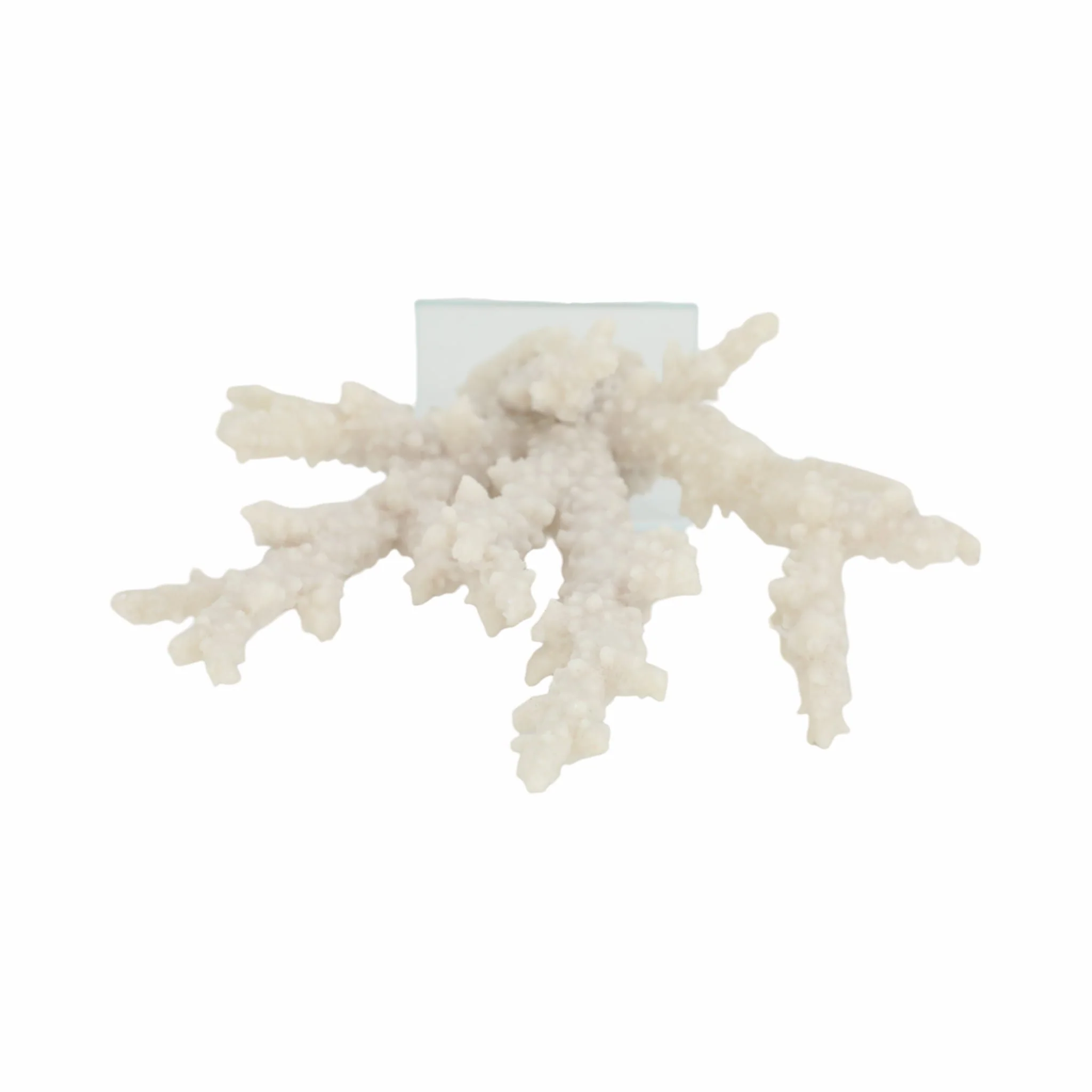 14" Branching Coral On Glass Base, White - Image 6
