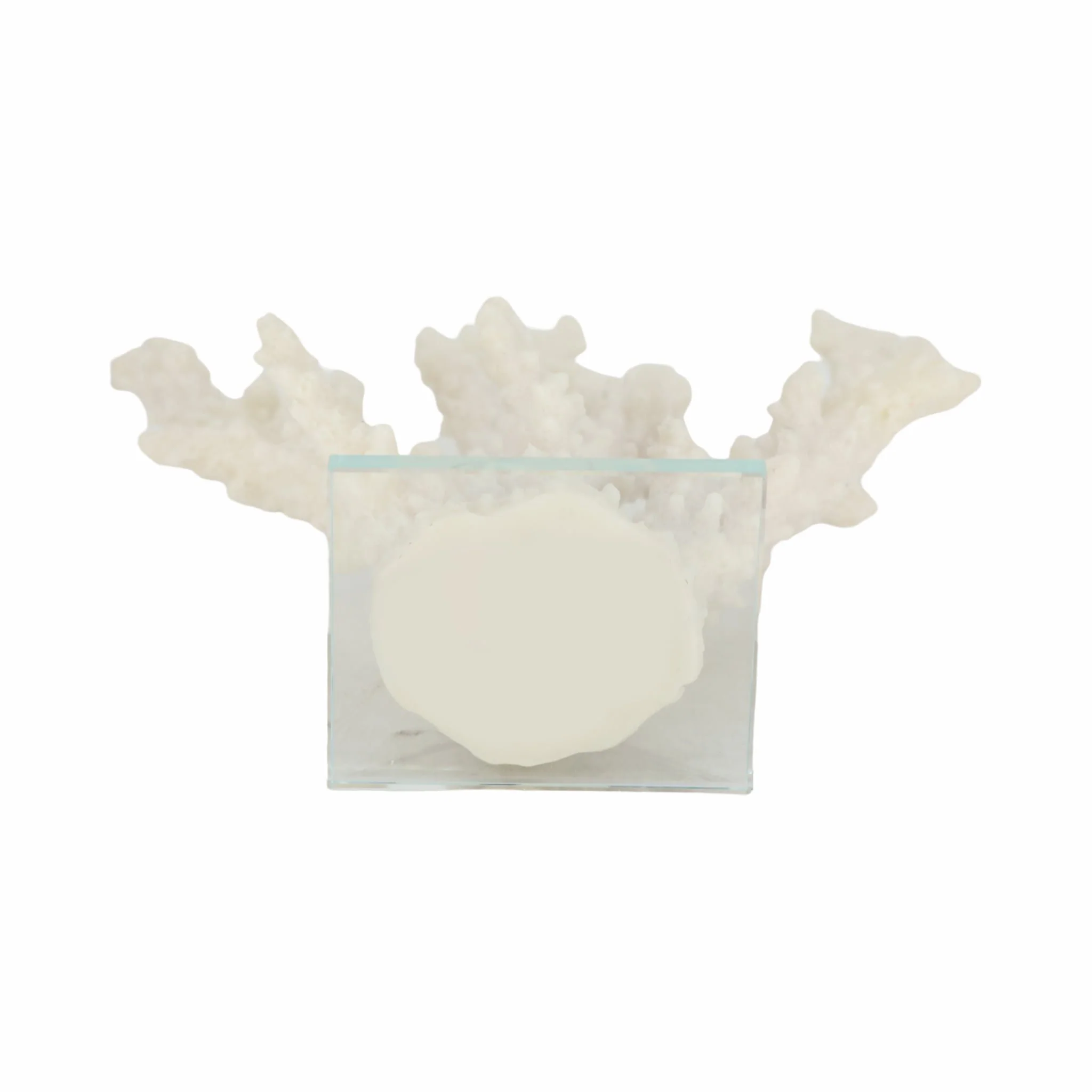 14" Branching Coral On Glass Base, White - Image 7
