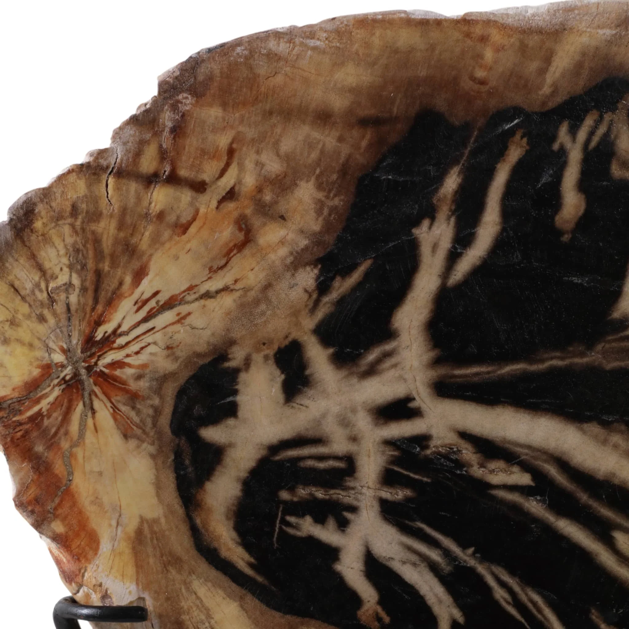 17x14" Petrified Wood Disc On Stand, Black/brown - Image 6