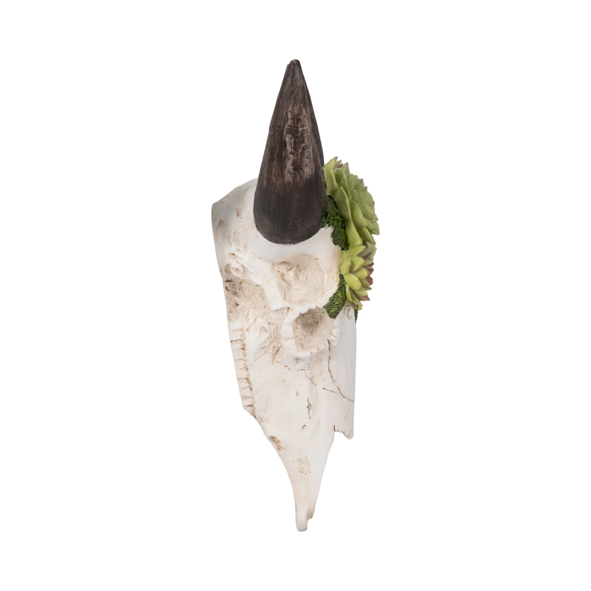 18" Bull Skull With Succulents, Multi - Image 3