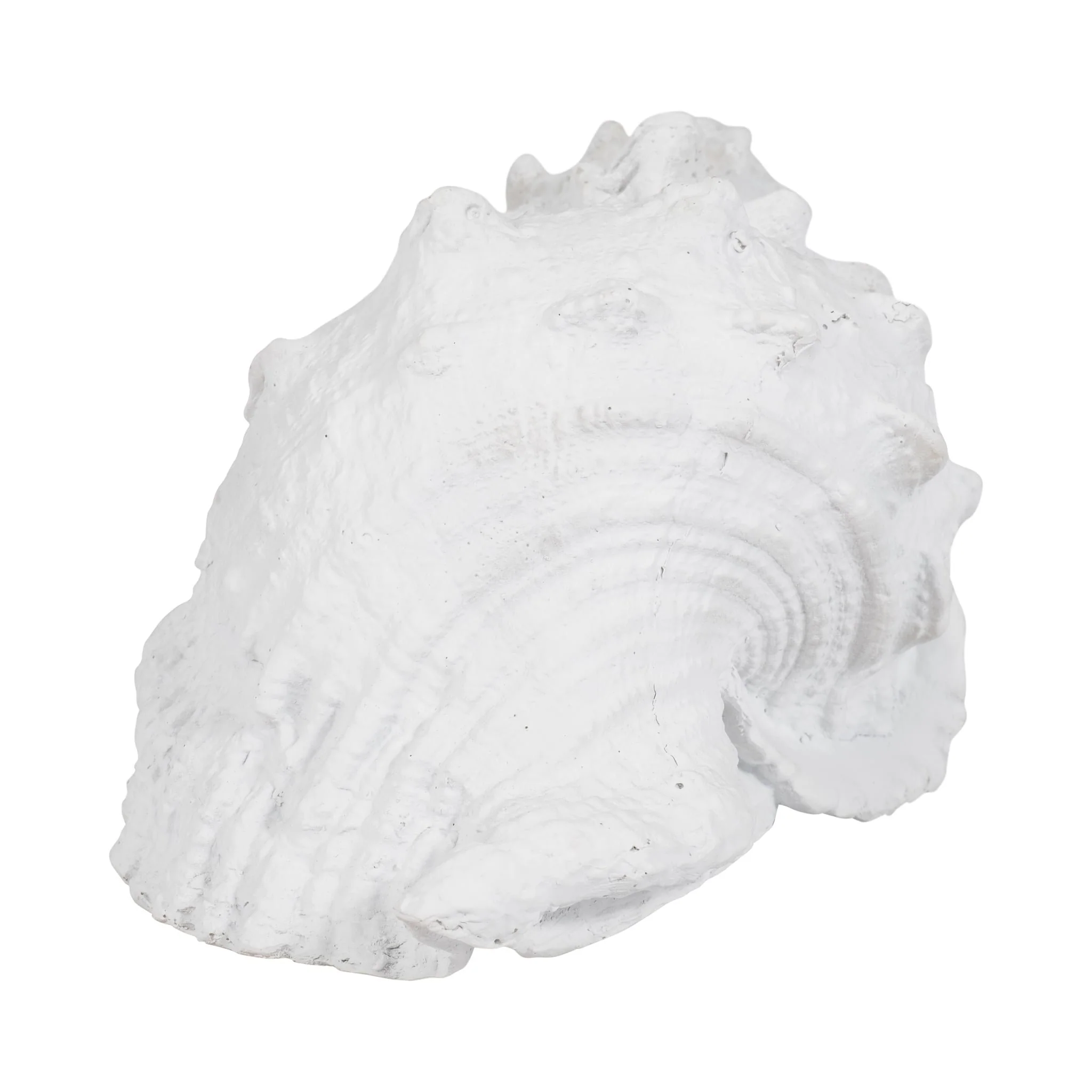 9" Conch Shell, White - Image 3