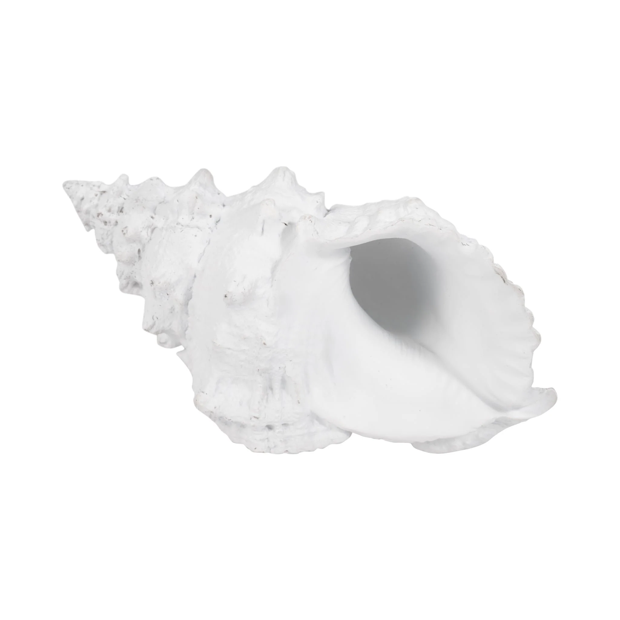 9" Conch Shell, White - Image 8